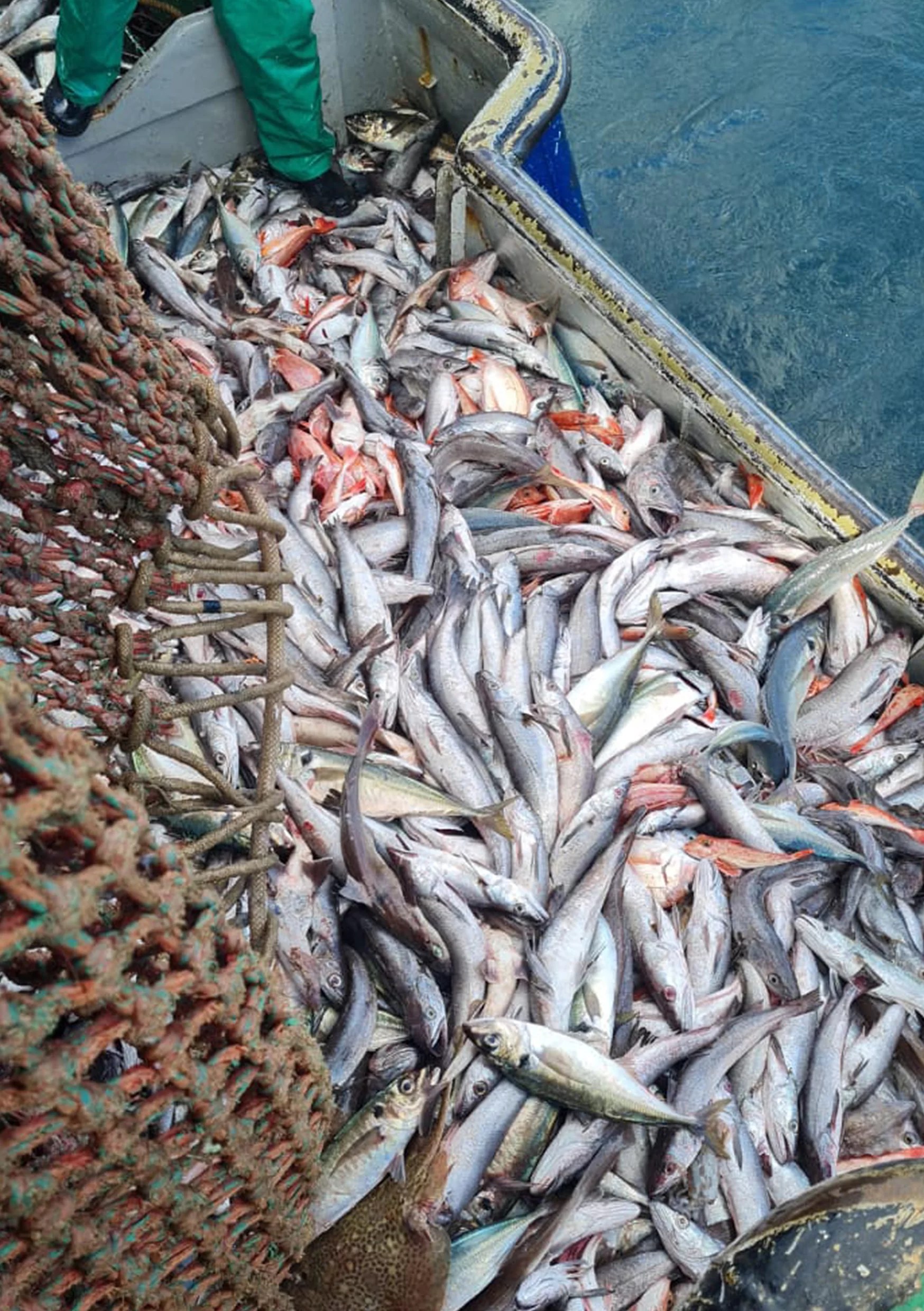 Fresh daily catch on deck