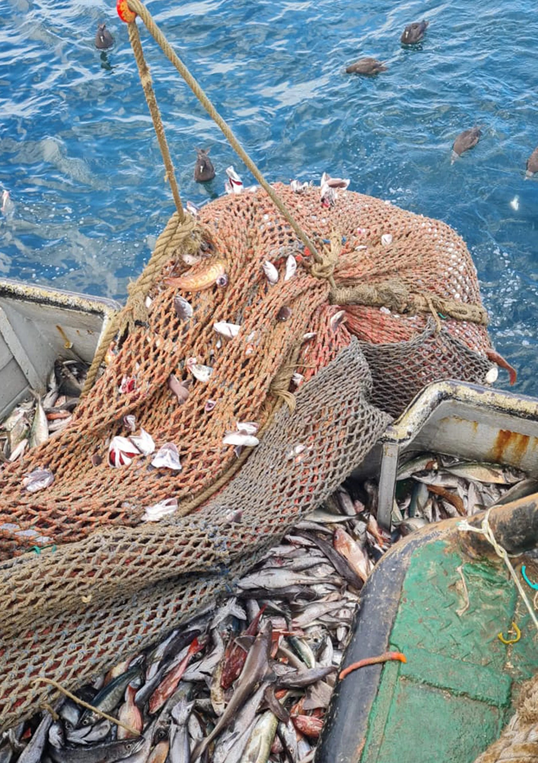 A full net of the day's catch being hauled aboard